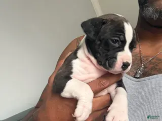 American Bully dogs American Bully Puppy 4 - Ad 16