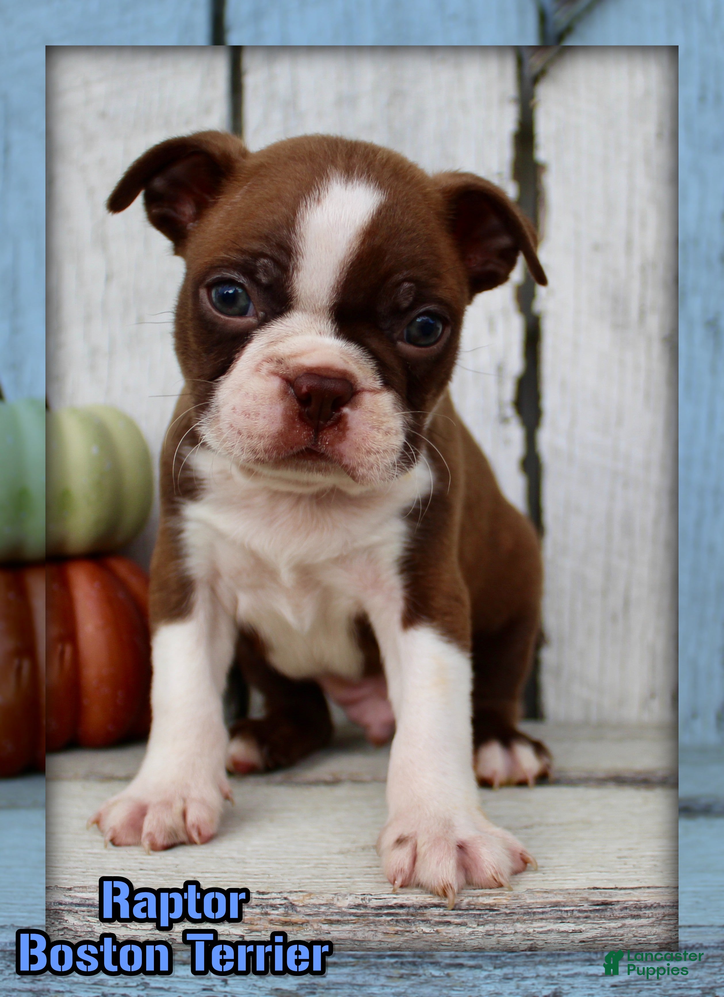 Boston Terrier dogs Raptor Male AKC Boston Terrier - Ad 32