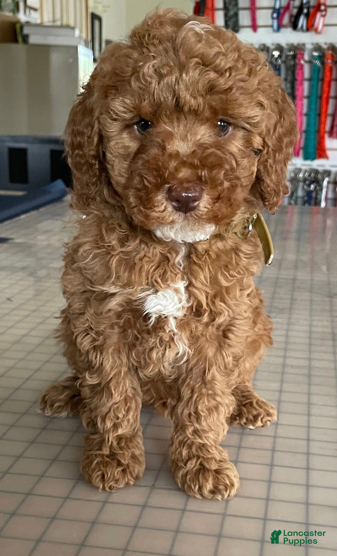 Miniature Poodle dogs for sale: Connor- Green Eyed Baby House Raised - Ad 12