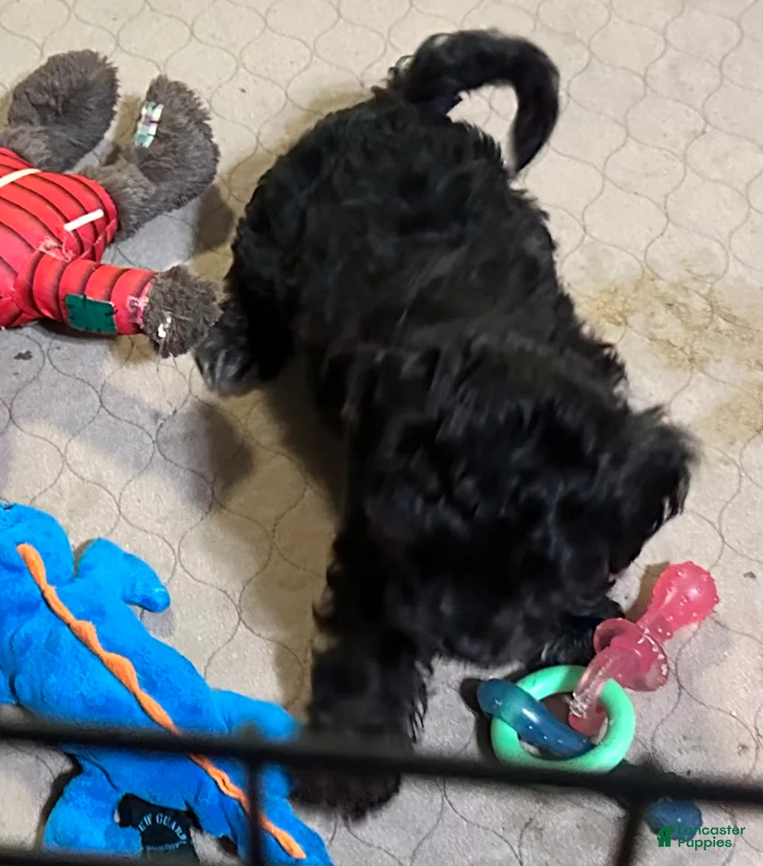 Shihpoo dogs for sale: Shihpoo Puppy 3 - Ad 1