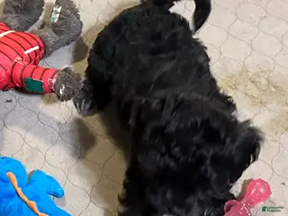 Shihpoo dogs Shihpoo Puppy 3 - Ad 34