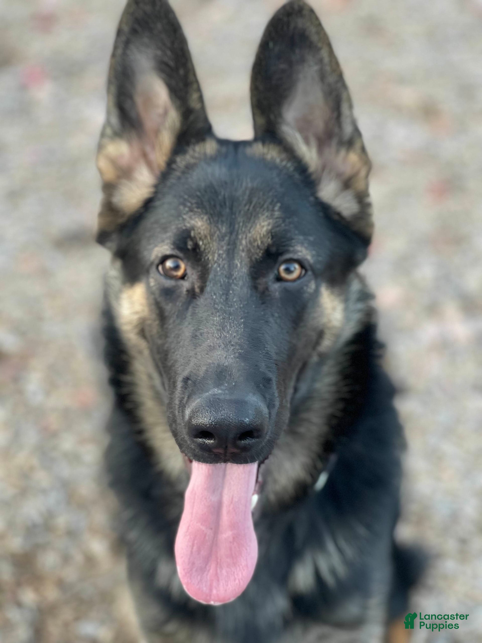 Von Stephanitz German Shepherd Dog Original The German Shepherd