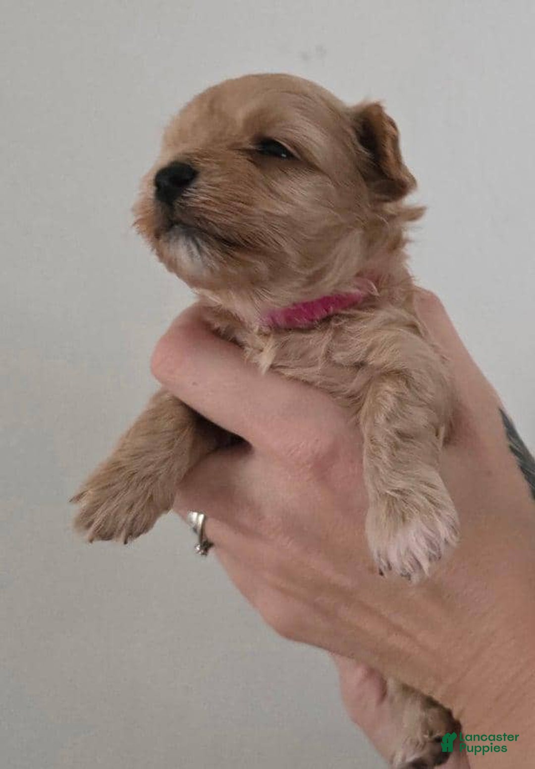 Maltipoo dogs for sale: Maya - Ad 2