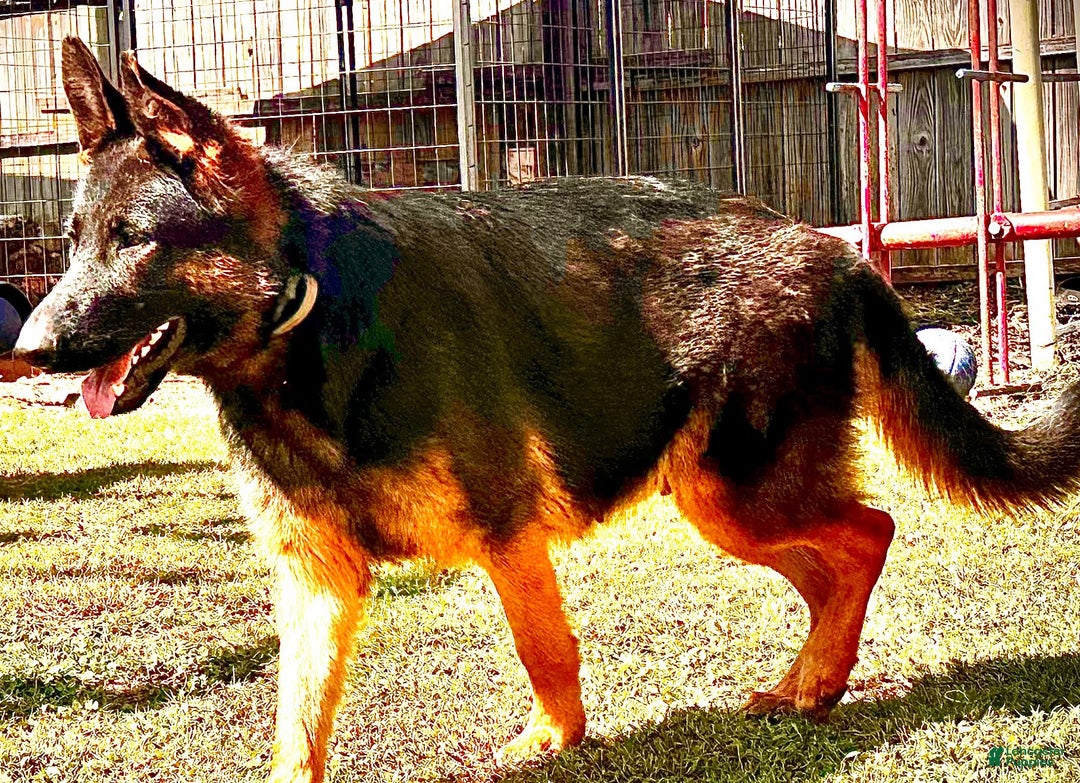 German Shepherd dogs for sale: SHADOW (aka-Snickers)  - Ad 6