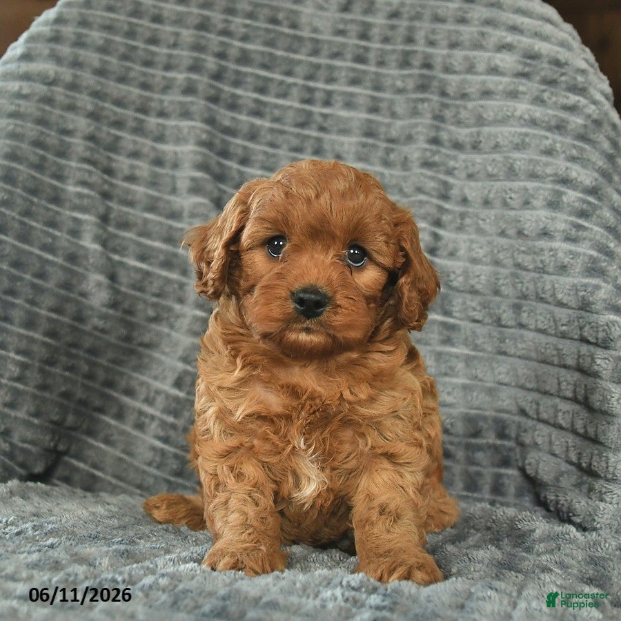 Cavapoo dogs Max  - Ad 1
