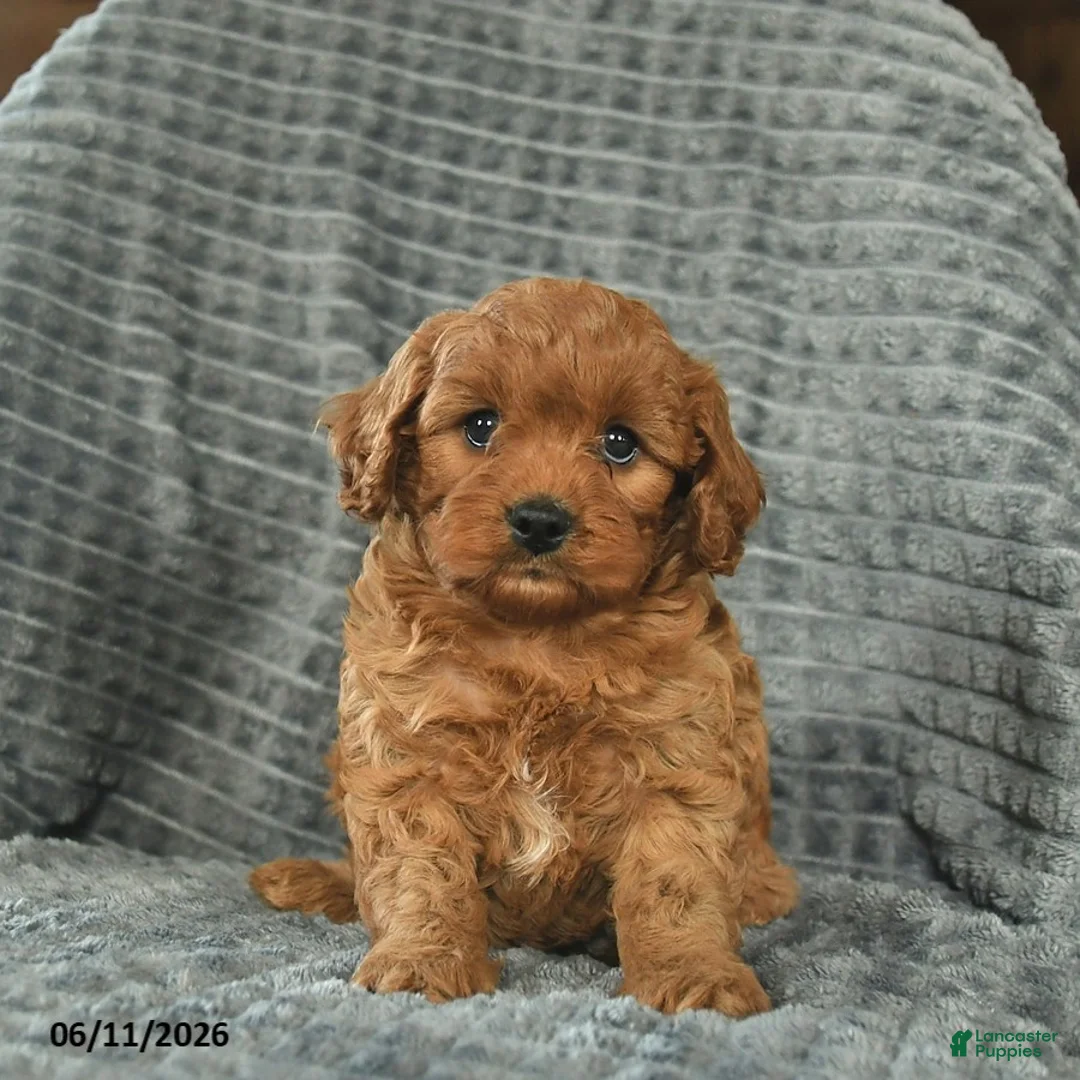 Cavapoo dogs for sale: Max  - Ad 1