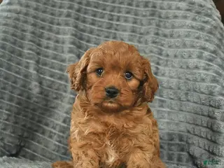 Cavapoo dogs for sale: Max - Ad 4