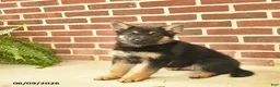 German Shepherd dogs for sale: Bowe - Ad 2