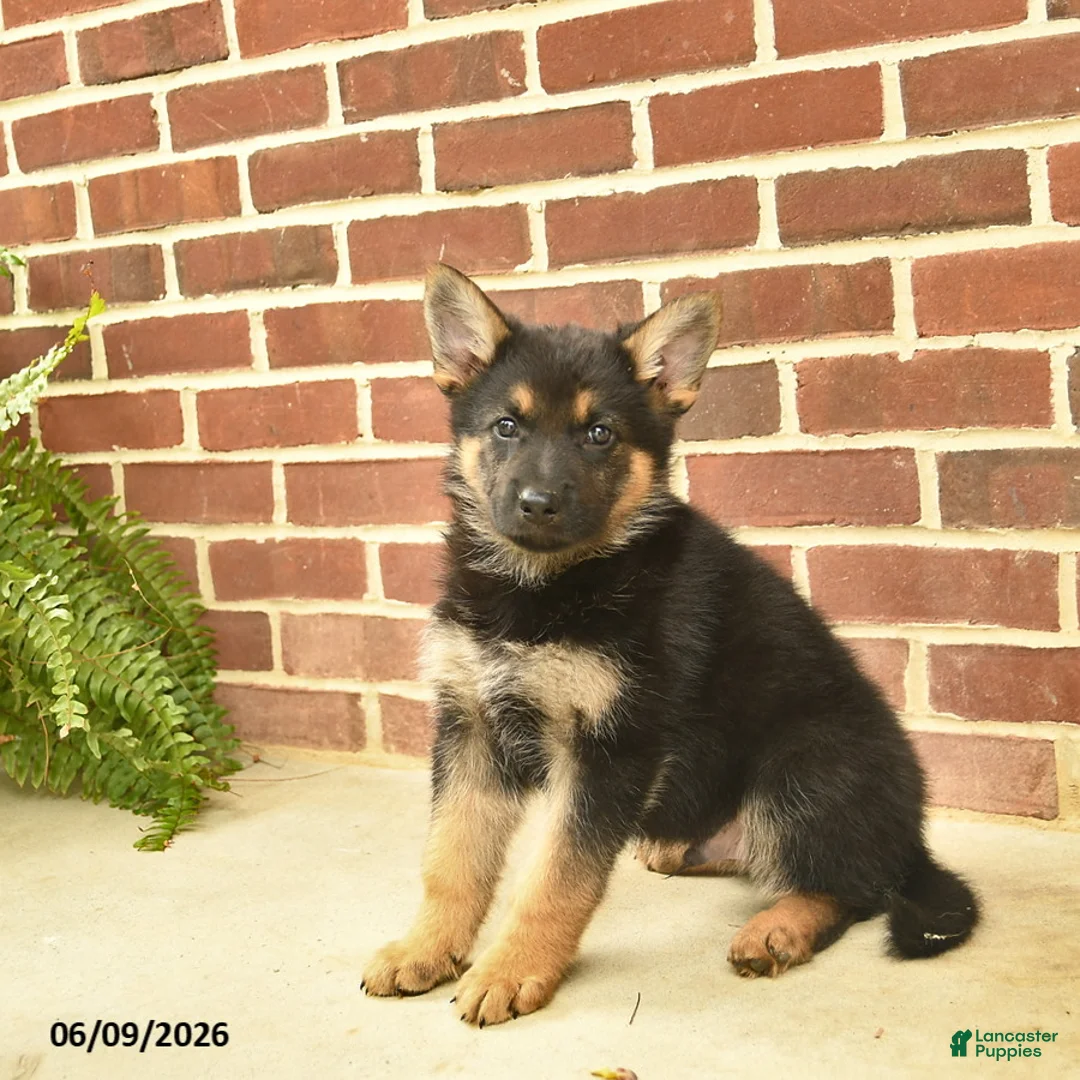 German Shepherd dogs for sale: Bowe - Ad 2