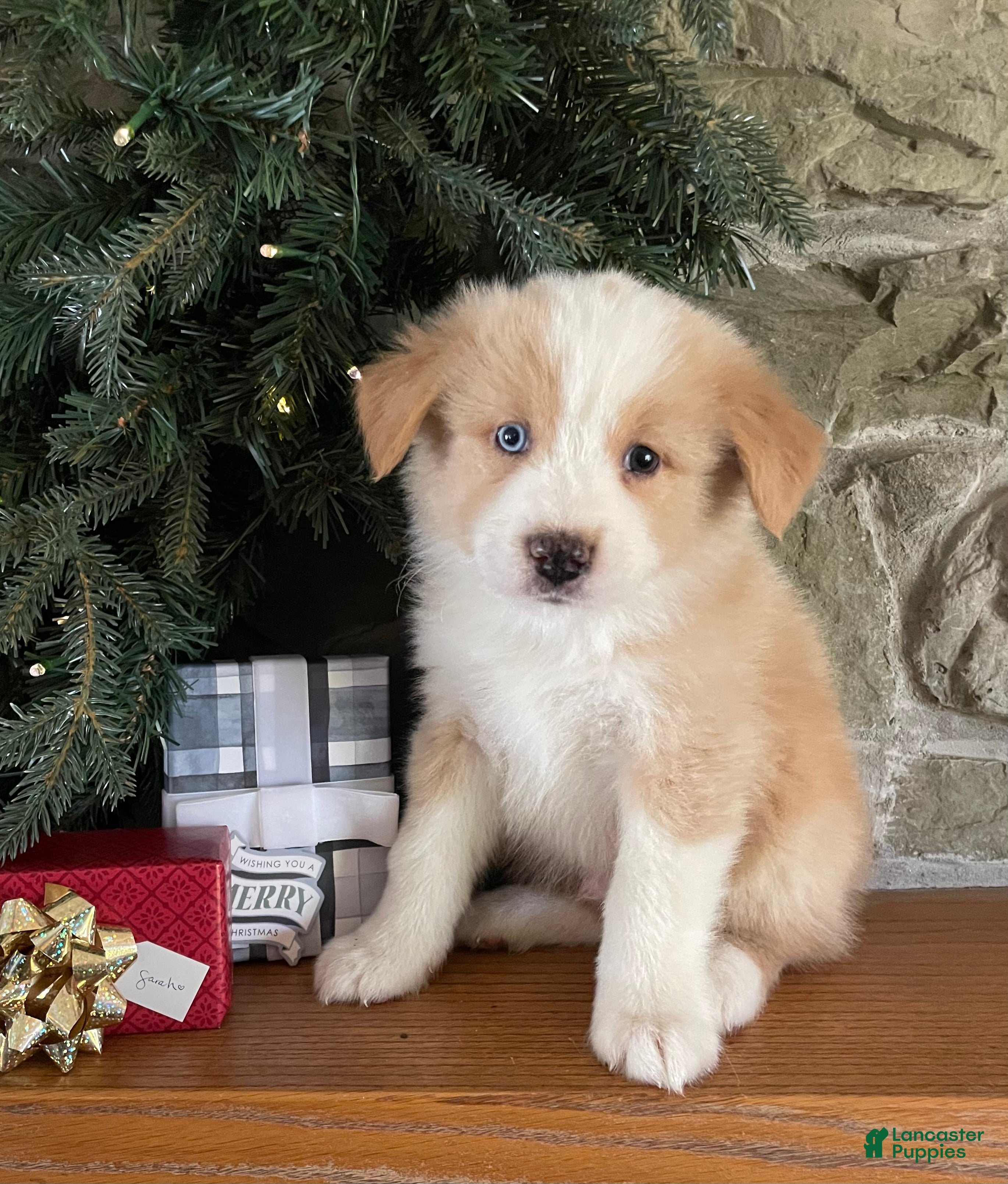 Australian Shepherd dogs Chance - Ad 36