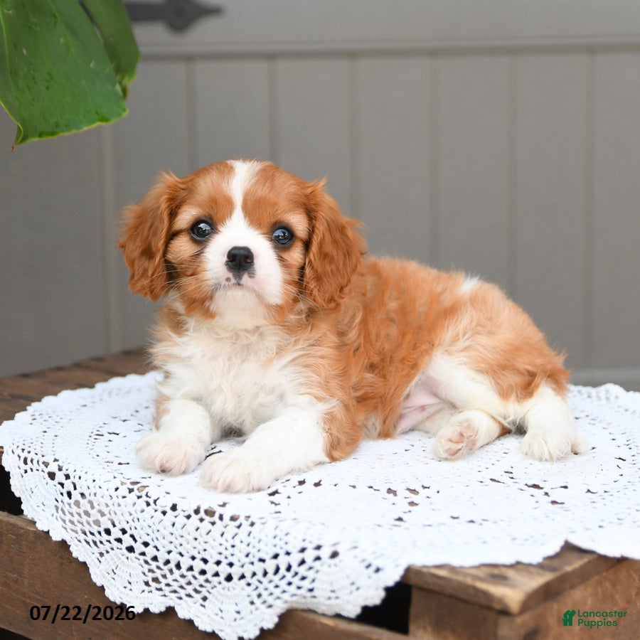 Cavalier King Charles Spaniel dogs Brody - Ad 2