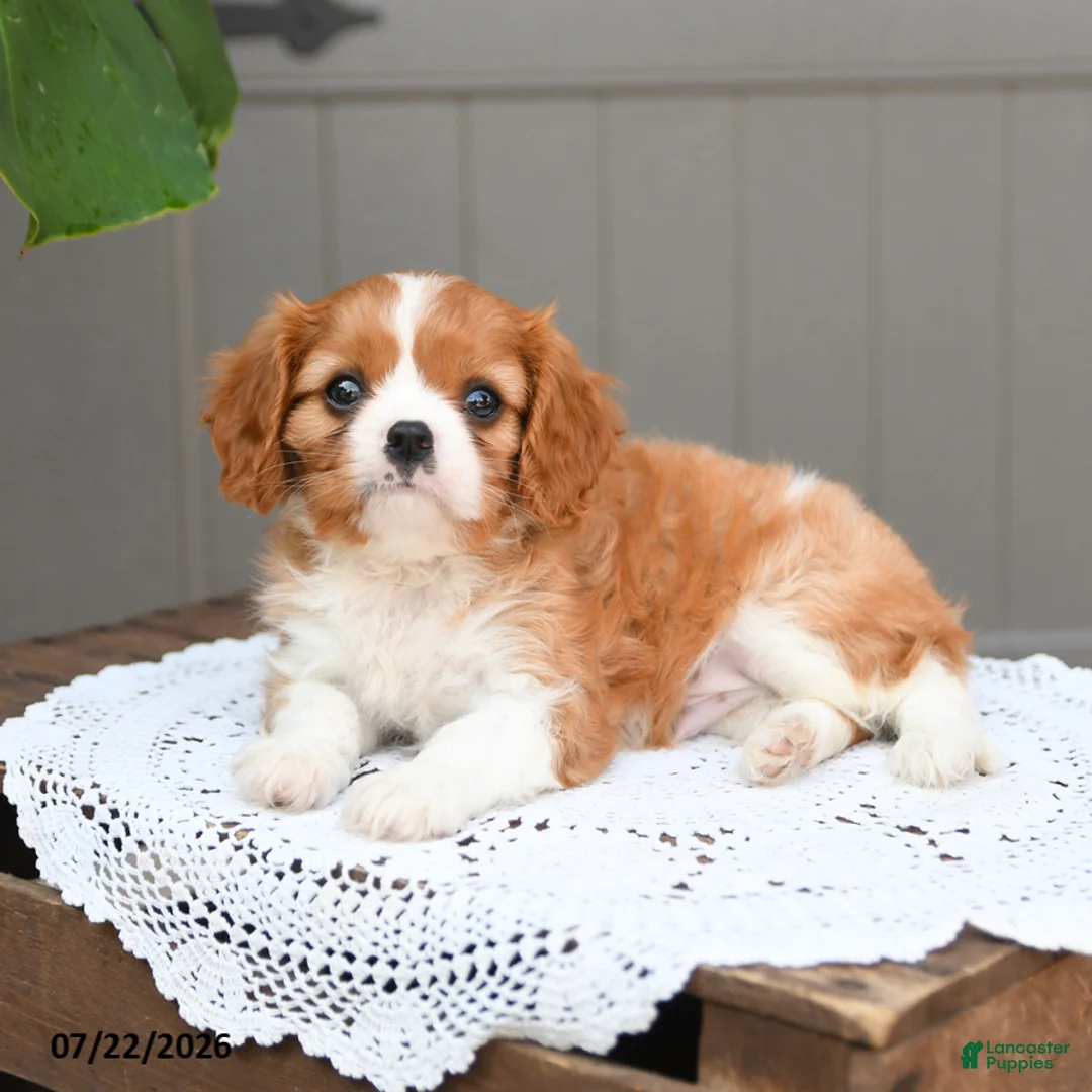 Cavalier King Charles Spaniel dogs for sale: Brody - Ad 2