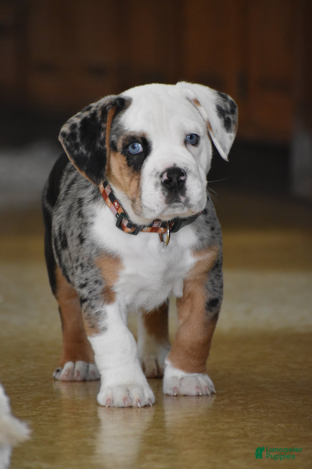 Mixed Breed dogs for sale: Cobalt - Ad 7