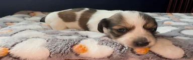 Miniature Dachshund Puppy 2