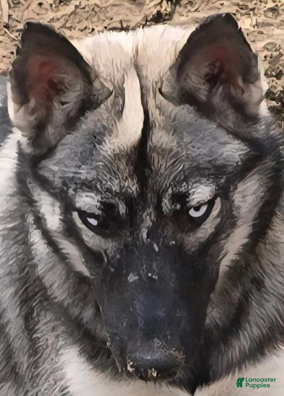 Gerberian Shepsky dogs for sale: Precious  - Ad 1