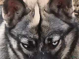 Gerberian Shepsky dogs Precious - Ad 24