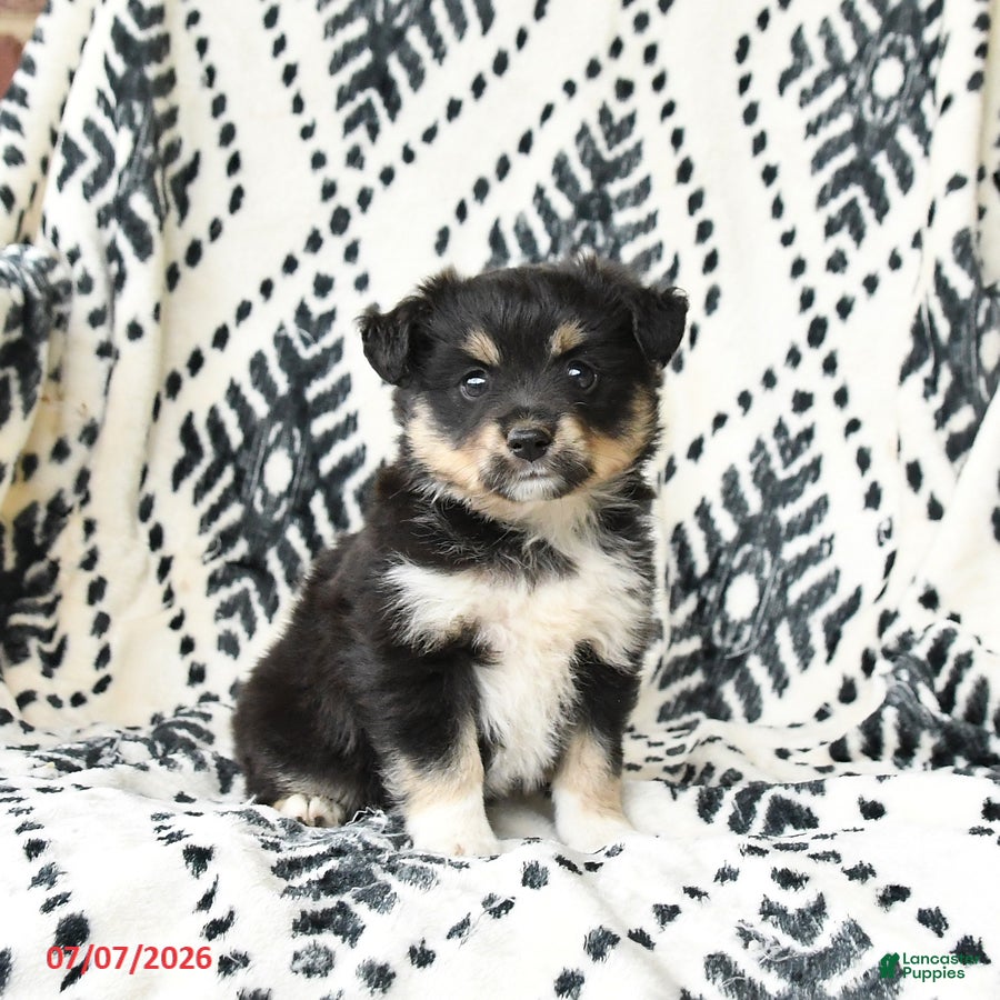 Miniature Australian Shepherd dogs Miracle - Ad 1