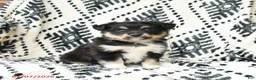 Miniature Australian Shepherd dogs for sale: Miracle - Ad 1