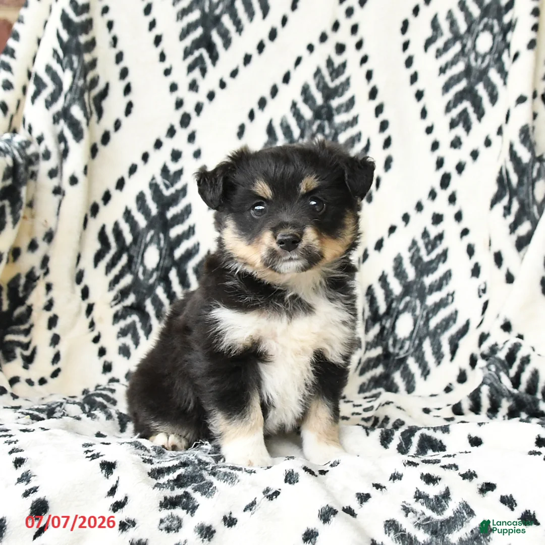 Miniature Australian Shepherd dogs for sale: Miracle - Ad 1