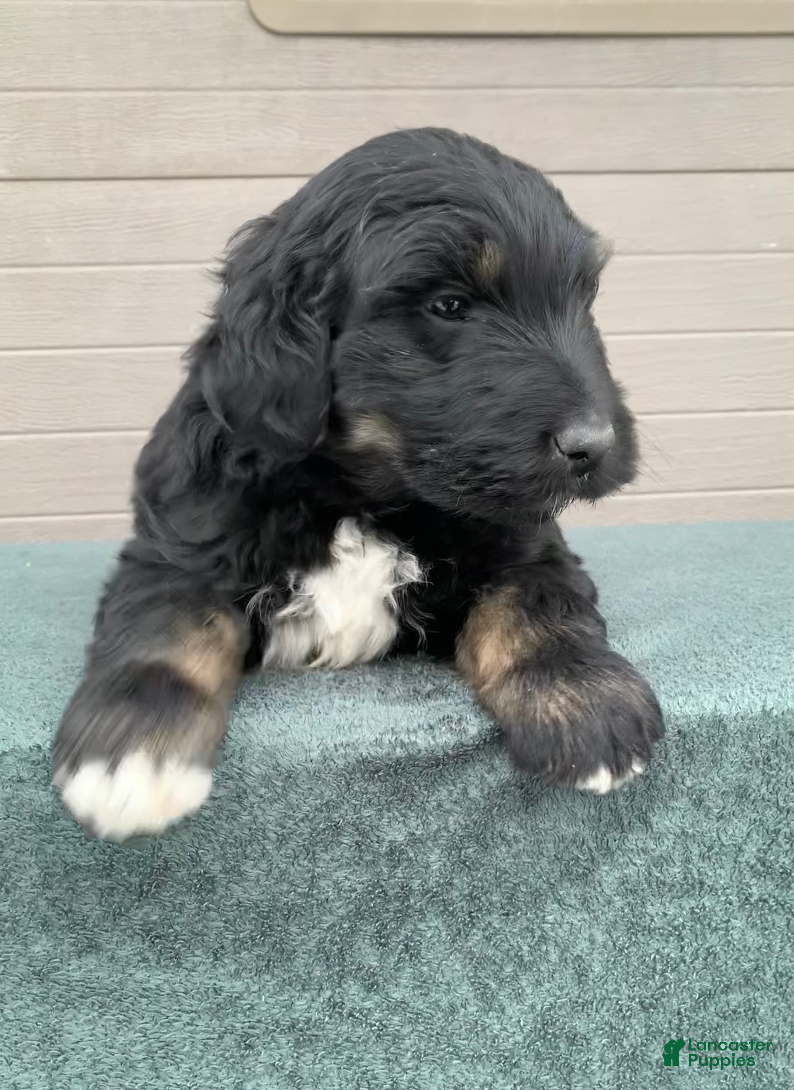 Aussiedoodle dogs Max - Ad 2