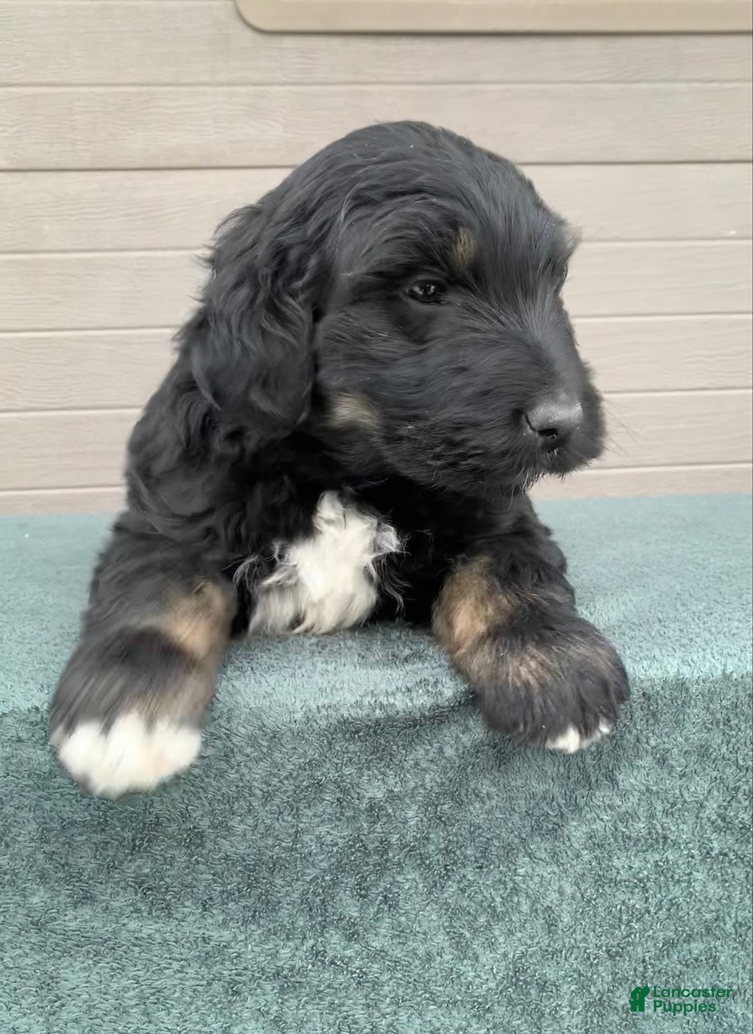 Aussiedoodle dogs for sale: Max - Ad 2