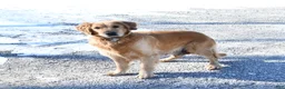 Golden Retriever dogs for sale: Teddy - Ad 4