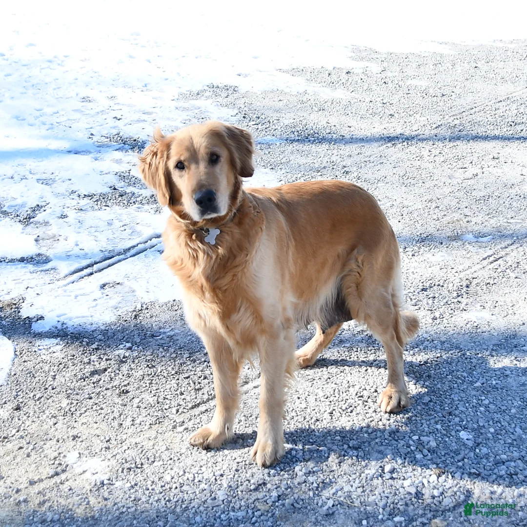 Golden Retriever dogs for sale: Teddy - Ad 4