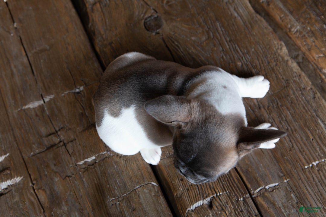 French Bulldog dogs for sale: Stormy AKC - Ad 4