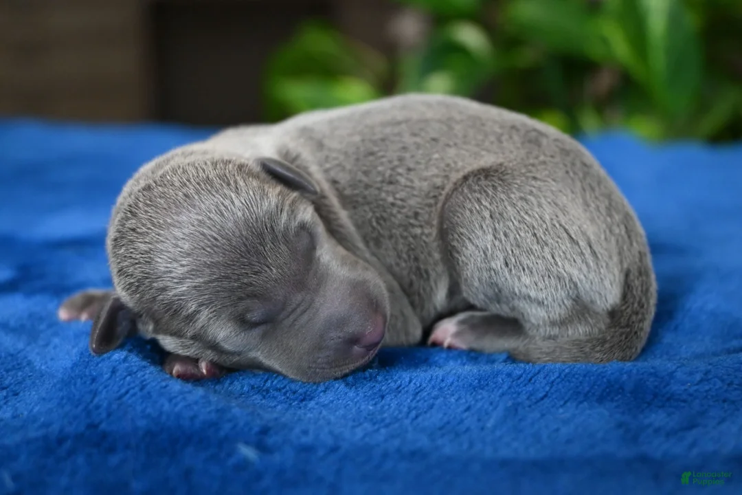 Italian Greyhound dogs for sale: Bowie - Ad 2