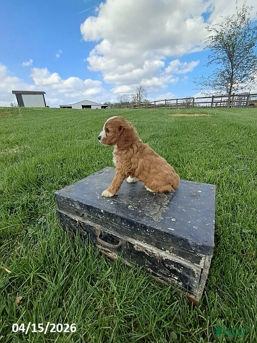 Cavapoo dogs for sale: Maverick - Ad 5