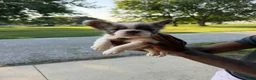 French Bulldog dogs for sale: French Bulldog 1 - Ad 7