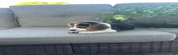 Beagle dogs for sale: Buck - Ad 5