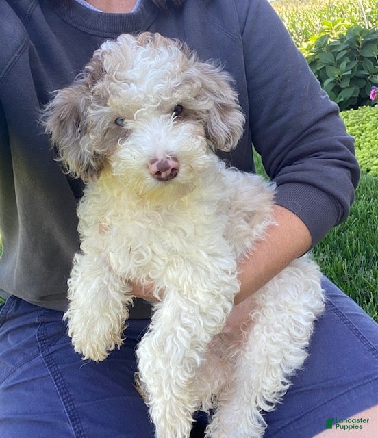 Cavapoo dogs Archie - Ad 1