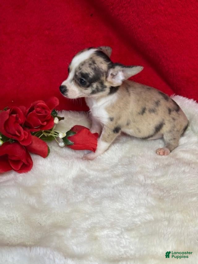 Chihuahua dogs Chihuahua Puppy 1 - Ad 13