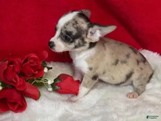 Chihuahua dogs Chihuahua Puppy 1 - Ad 13