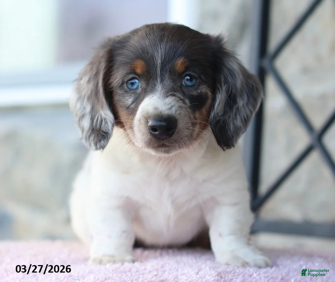Miniature Dachshund dogs for sale: Frosty - Ad 1