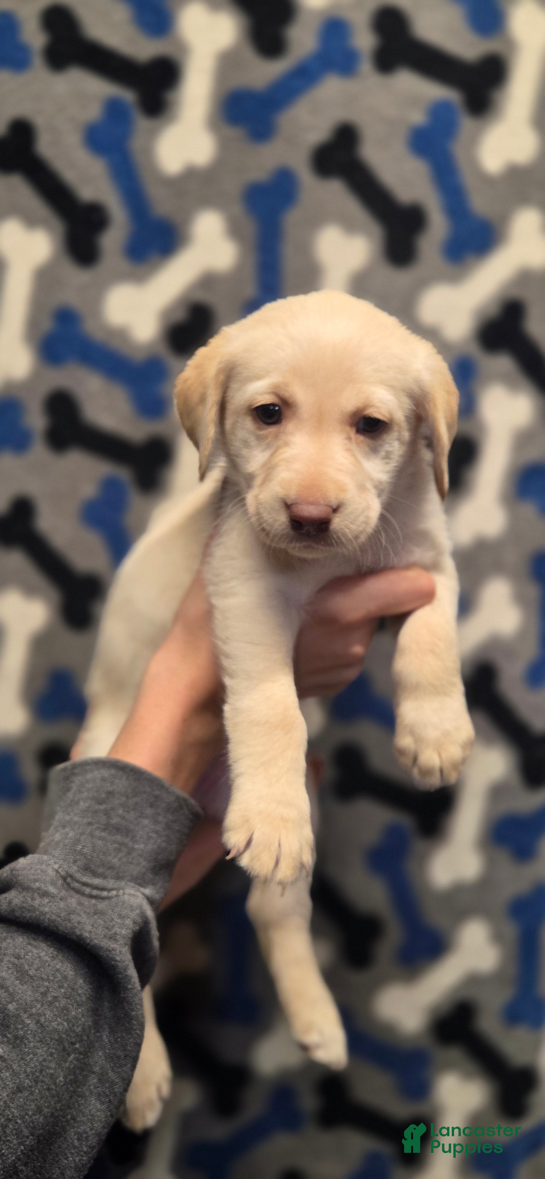 Labrador Retriever dogs Chloe - Ad 15