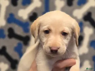 Labrador Retriever dogs Chloe - Ad 15