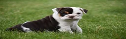 Beabull dogs for sale: Nova - Ad 4