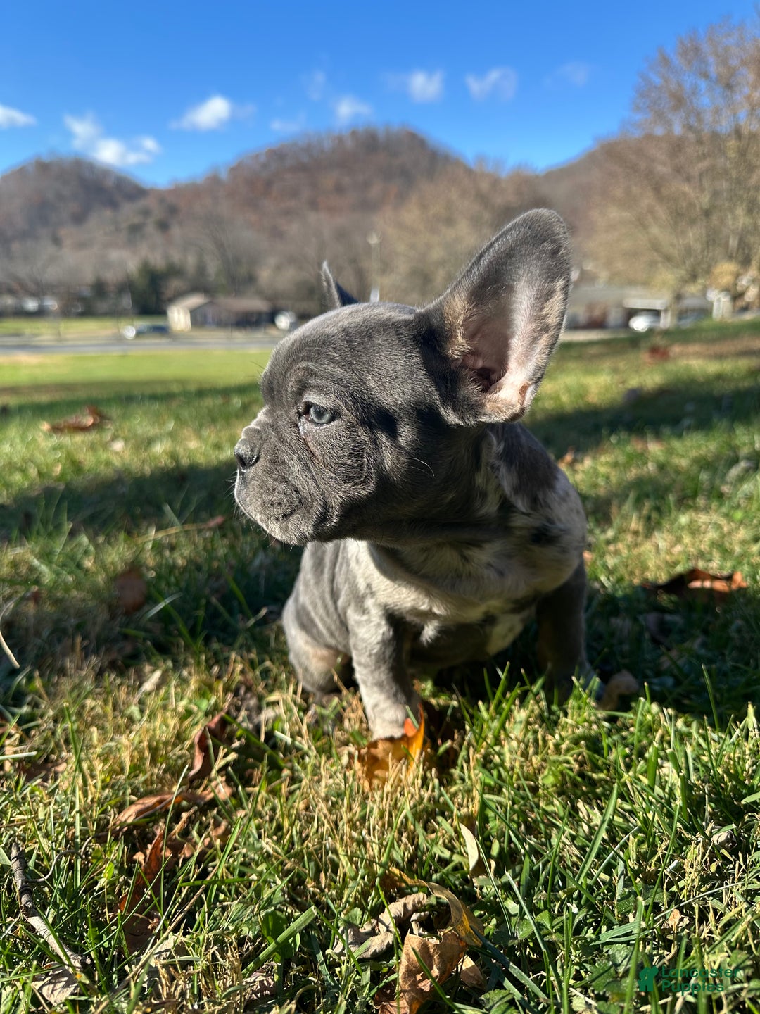 French Bulldog dogs for sale: Leo - Ad 8