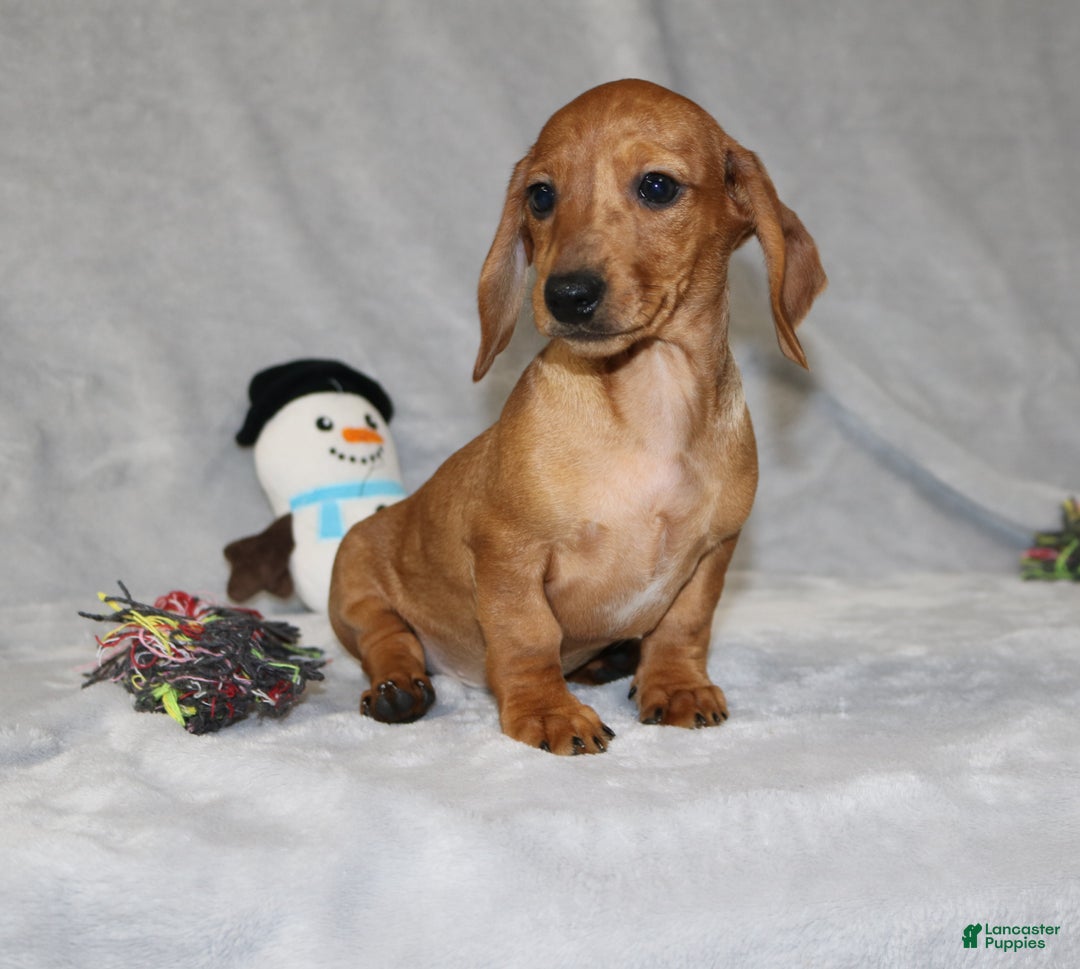 Miniature Dachshund dogs for sale: Cooper - Ad 9