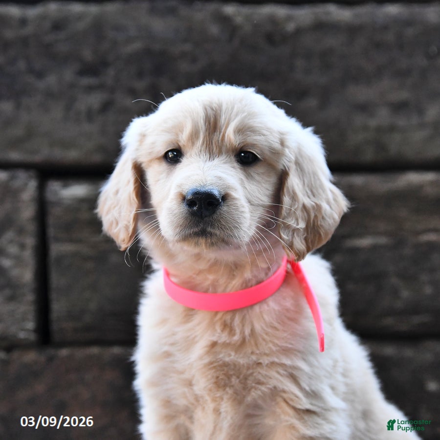 Goldendoodle dogs Blossom - Ad 2