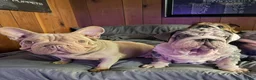 English Bulldog dogs for stud: Extraterrestrial VELVET English Bulldog Stud - Ad 2
