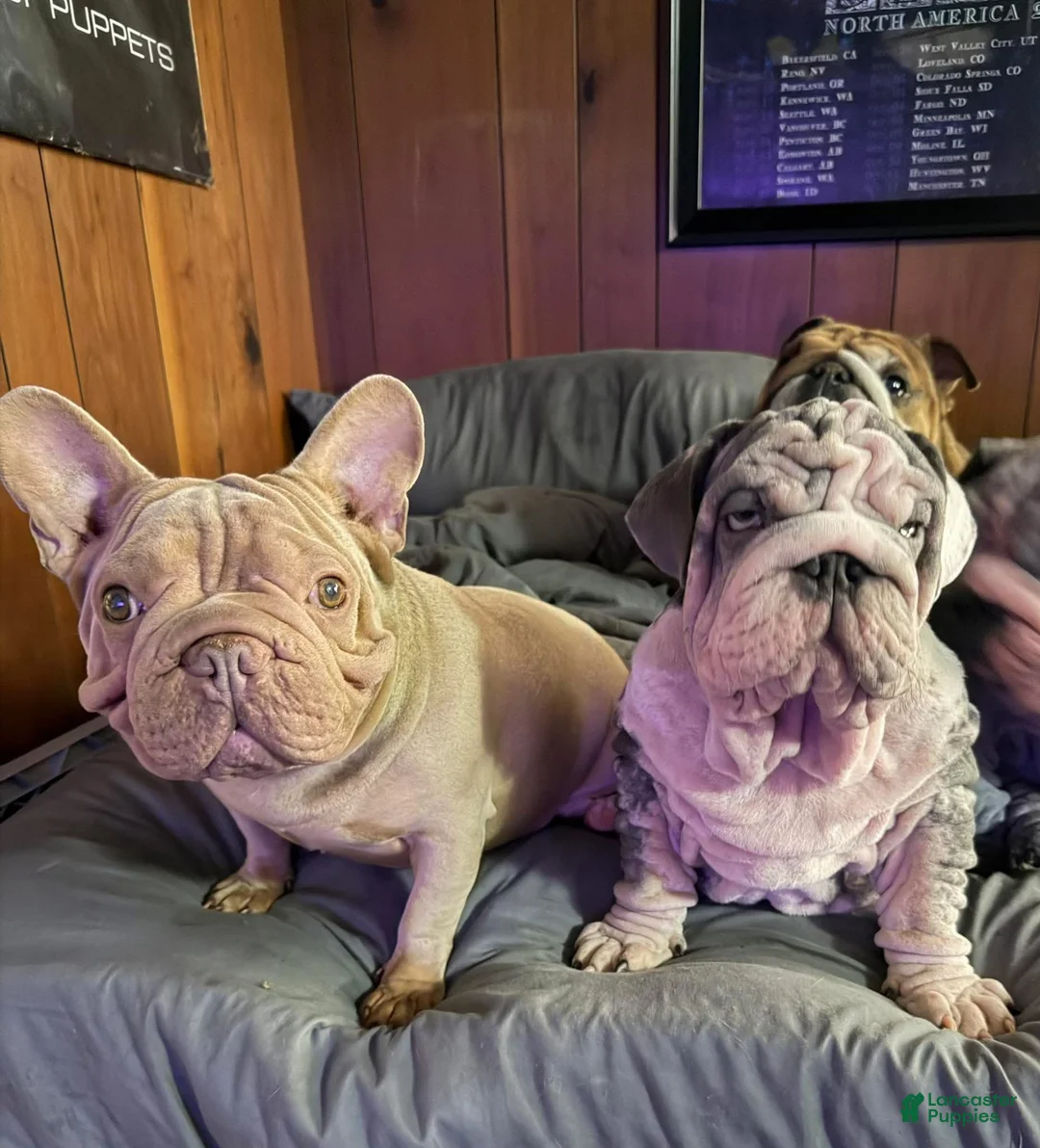 English Bulldog dogs for stud: Extraterrestrial VELVET English Bulldog Stud - Ad 2