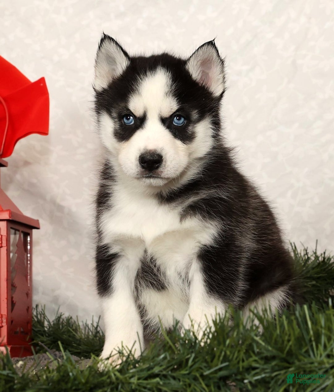 Siberian Husky dogs for sale: Dasher - Ad 1