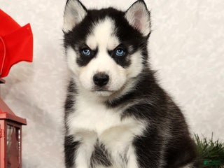 Siberian Husky dogs Dasher - Ad 5