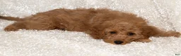 Goldendoodle dogs for sale: Muffin - Ad 2
