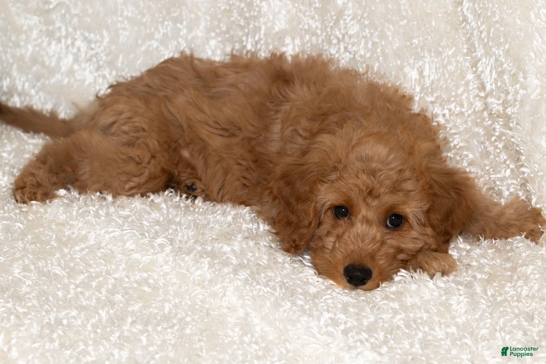 Goldendoodle dogs for sale: Muffin - Ad 2
