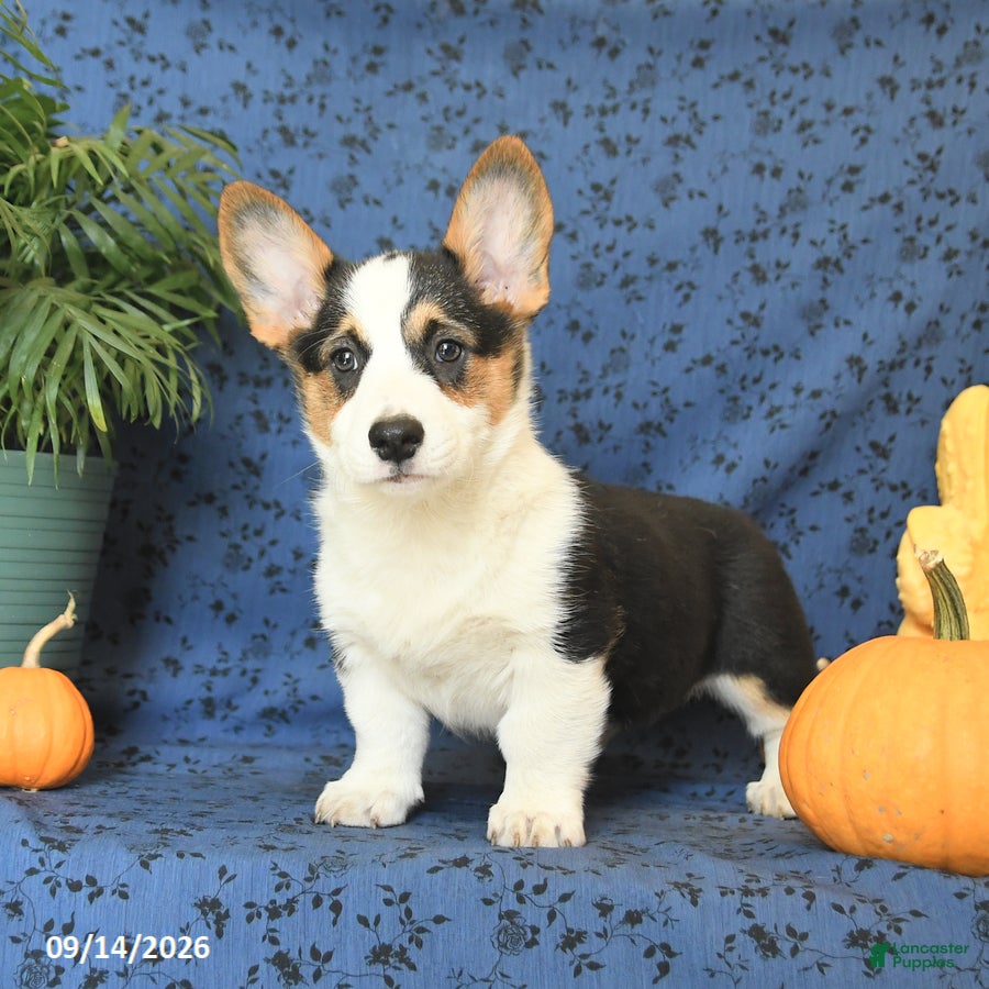 Welsh Corgi Pembroke dogs Gloria - Ad 1
