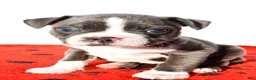 Boston Terrier dogs for sale: Shawn - Ad 3